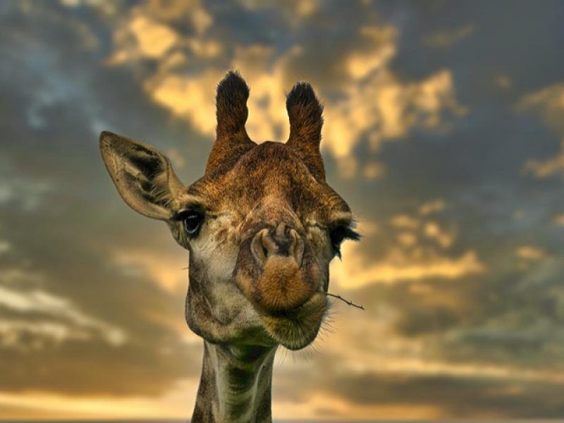 Interactive Virtual Travel Over The World