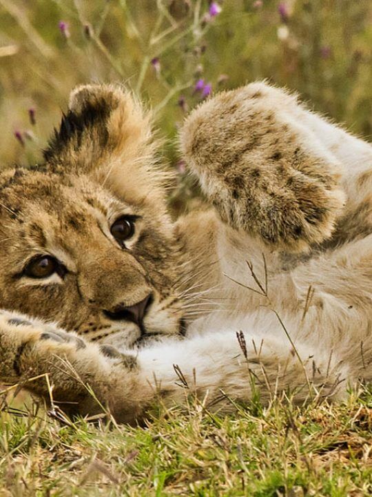 Interactive Virtual Travel Over The World