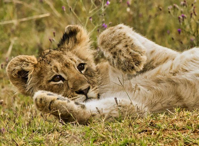 Interactive Virtual Travel Over The World